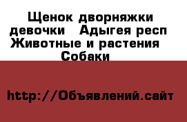 Щенок дворняжки девочки - Адыгея респ. Животные и растения » Собаки   